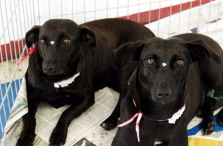 Adoção conjunta! Dia de festa! Mãe e filha, adotadas pela mesma família. | Foto: Sabrina Busnello