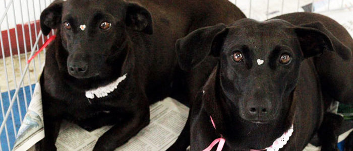 Adoção conjunta! Dia de festa! Mãe e filha, adotadas pela mesma família. | Foto: Sabrina Busnello